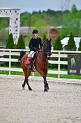 Мерин араб в конкур