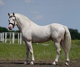 Уэльский пони, 140 в/х.