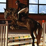 МЕРИН 5 ЛЕТ 172 СМ В ХОЛКЕ