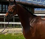 Крупный 7л. мерин под юношей