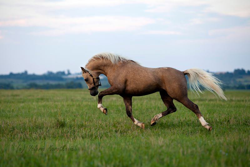 Ponying ru. Уэльский КОБ порода лошадей. Горный пони. Уэльский пони коричневый. Уэльский горный пони фото.