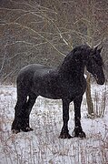 Фризсикй жеребец