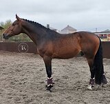 ПОЛУКРОВНЫЙ ЖЕРЕБЕЦ 5 ЛЕТ