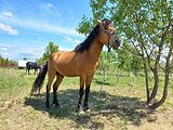 Мерин в пони-классе