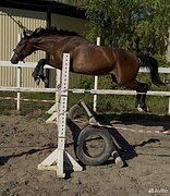 Лошадь в спорт