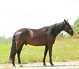 Бронебойный мерин