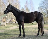 Мерин 