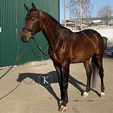 МЕРИН 6 ЛЕТ | ЕЗДЫ НА 76% 