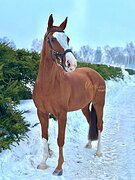 Мерин в конкур