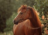 Уэльский пони секции А 