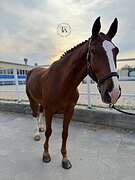 СТАРТОВЫЙ ОПЫТ ДО 140 СМ