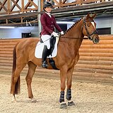 МЕРИН НА ЮНОШЕСКИЕ ЕЗДЫ