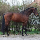 ГОЛШТИНСКИЙ ЖЕРЕБЕЦ 4 ГОДА