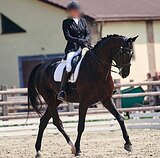 Потрясающая кобыла