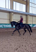 Мерин 2019 гр в выездку
