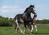 Кобыла Шайр