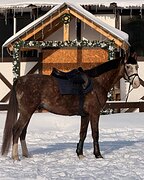 Жеребец 2020 гр