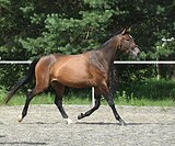 Тракененская кобыла