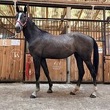 КОБЫЛА 3 ГОДА В СПОРТ