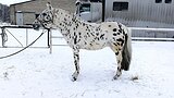 Мерин 