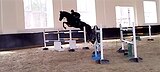 Космос конкура 135 см 