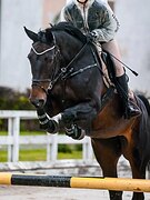 Кобыла в конкур