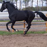 ЖЕРЕБЕЦ  3 ГОДА 172 СМ В ХОЛКЕ 