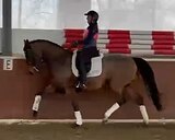 7л. мерин для юниоров