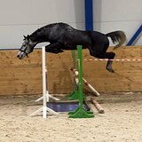 Орловский жеребец 2020 гр