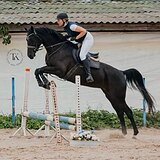 КОБЫЛА В КОНКУР И ВЫЕЗДКУ