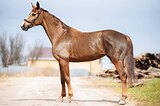 Ганноверская кобыла в спор