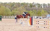 155 в холке в спорт 