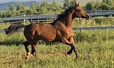 Спортивная кобыла