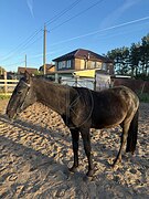 Карачевский жеребец