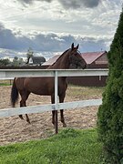 Кобыла в спорт под ребенка