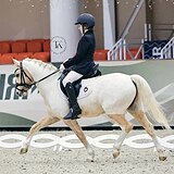 УЭЛЬСКИЙ ПОНИ 9 ЛЕТ 