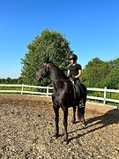 Фризская кобыла