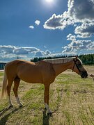 Лошадь в детский/любительс