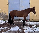 Барон