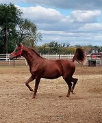 Высококровный жеребец