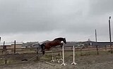 Кобыла 2018 гр, 170 вх