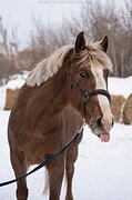 Прекрасная кобыла в хобби
