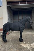 САМЫЙ НЕДОРОГОЙ ФРИЗ НА РЫН