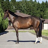 МЕРИН 9 ЛЕТ ИДЕАЛЕН В КОНКУР