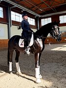 ЖЕРЕБЕЦ 6 ЛЕТ 170 СМ В ХОЛКЕ 