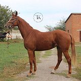 КОБЫЛА В ЛЮБУЮ ДИСЦИПЛИНУ