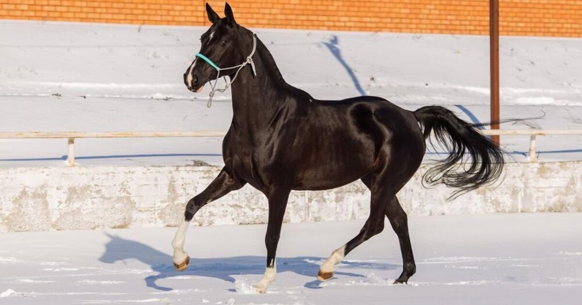 Конный спорт стоимость