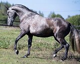 АНДАЛУЗСКИЙ МЕРИН