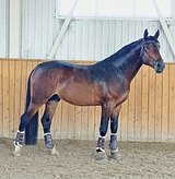 КРУПНЫЙ ЖЕРЕБЕЦ, ЕЩЕ РАСТЕТ