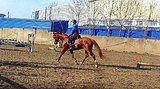 Жеребец тракененской породы